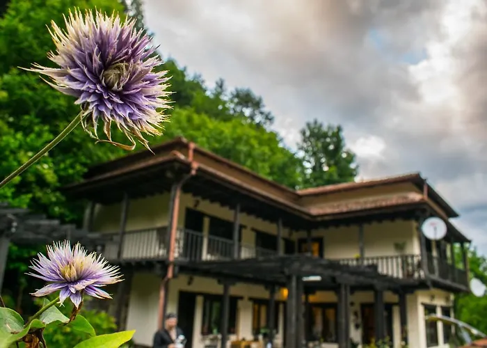 Verbena 阿普里尔齐